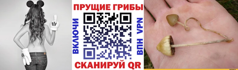 продажа наркотиков  Аргун  Псилоцибиновые грибы MAGIC MUSHROOMS 